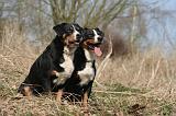 BOUVIER D'APPENZELL 023